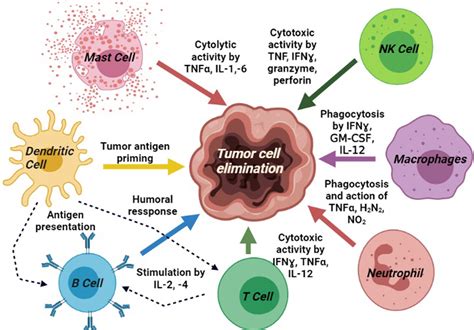 immune therapies for melanoma